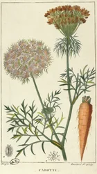 La carota, inciso da Lambert